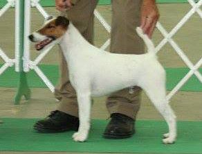 Absolutely smooth deals fox terriers