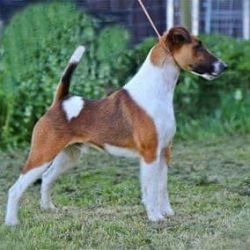 Smooth Fox Terrier - The Breed Archive