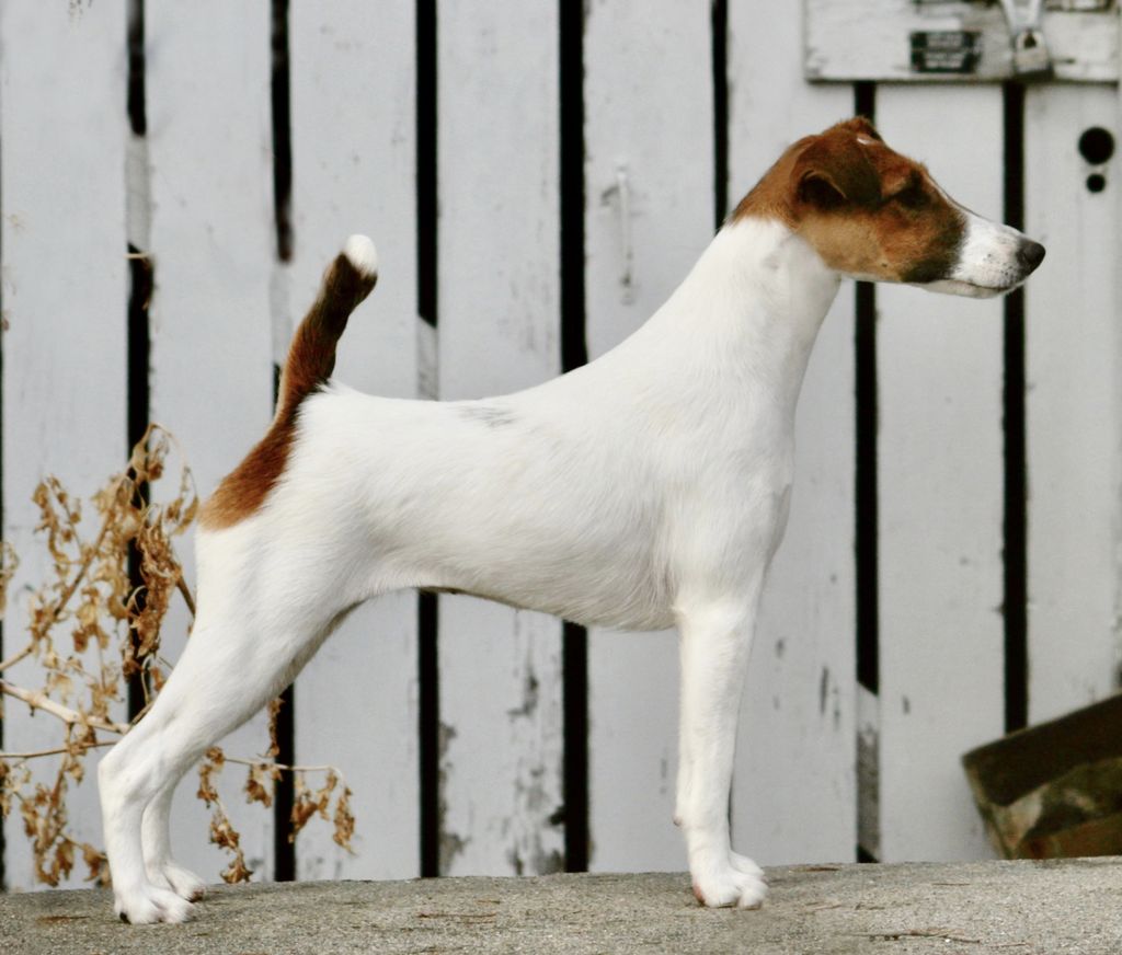 Misty hollow store smooth fox terriers