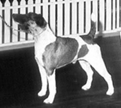 Profile picture of the animal
