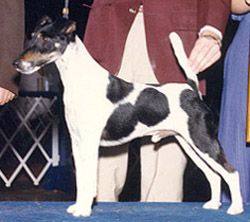 Profile picture of the animal
