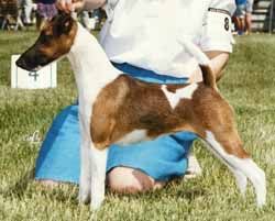 Profile picture of the animal
