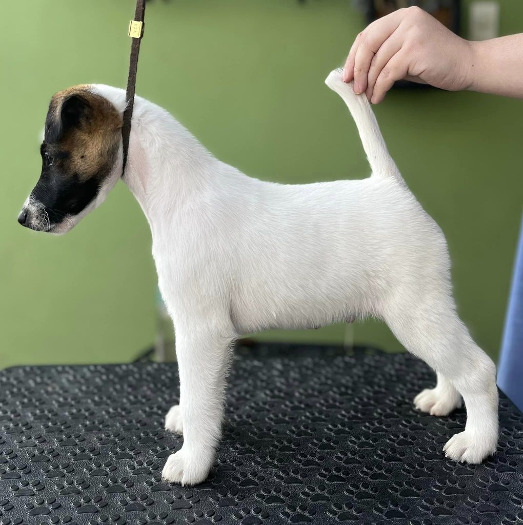 Smooth Fox Terrier The Breed Archive