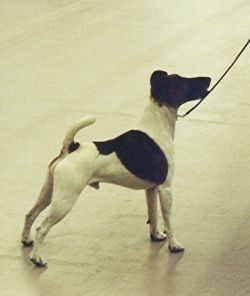 Profile picture of the animal