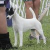 Profile picture of the animal