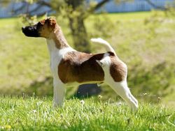 Misty hollow best sale smooth fox terriers